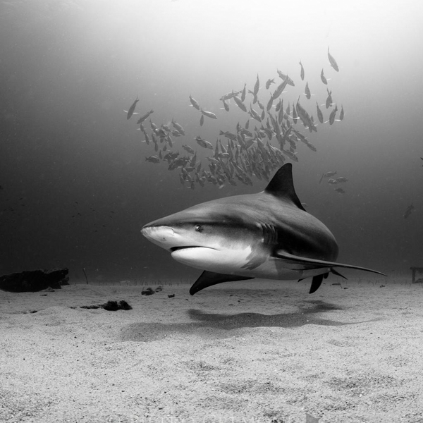 CABO PULMO shark