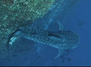A whale shark glides past a rocky wall in the deep blue waters of Socorro, its body covered in distinctive white spots