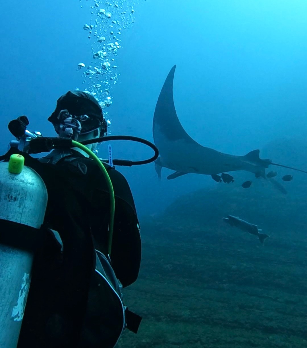 trips shark mahahual mar hosted