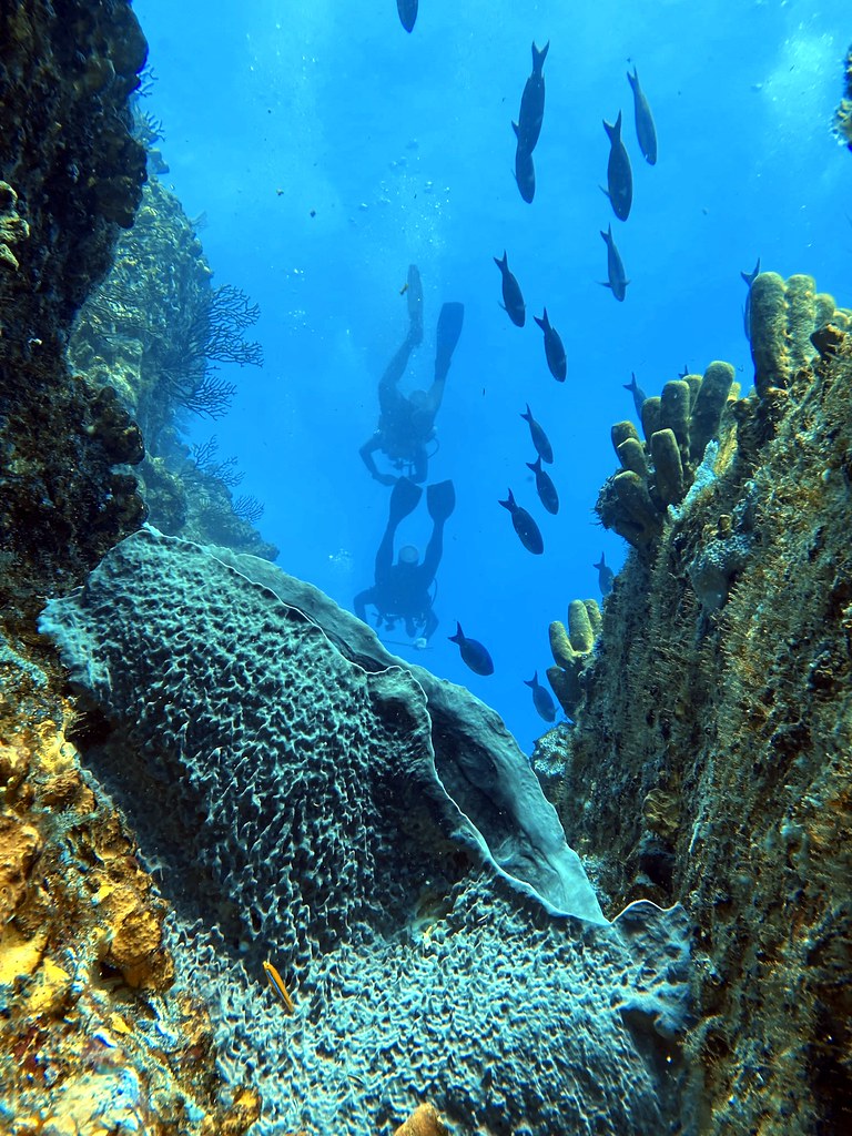 trips shark mahahual mar hosted