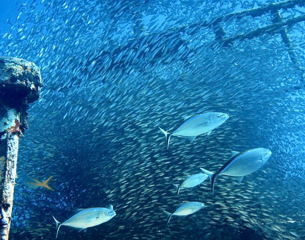 trips shark mahahual mar hosted